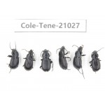 Tenebrionidae sp. China, Yunnan, Xiangerila, Mt.Yulongxueshan.6Pcs. Cole-Tene-21027.