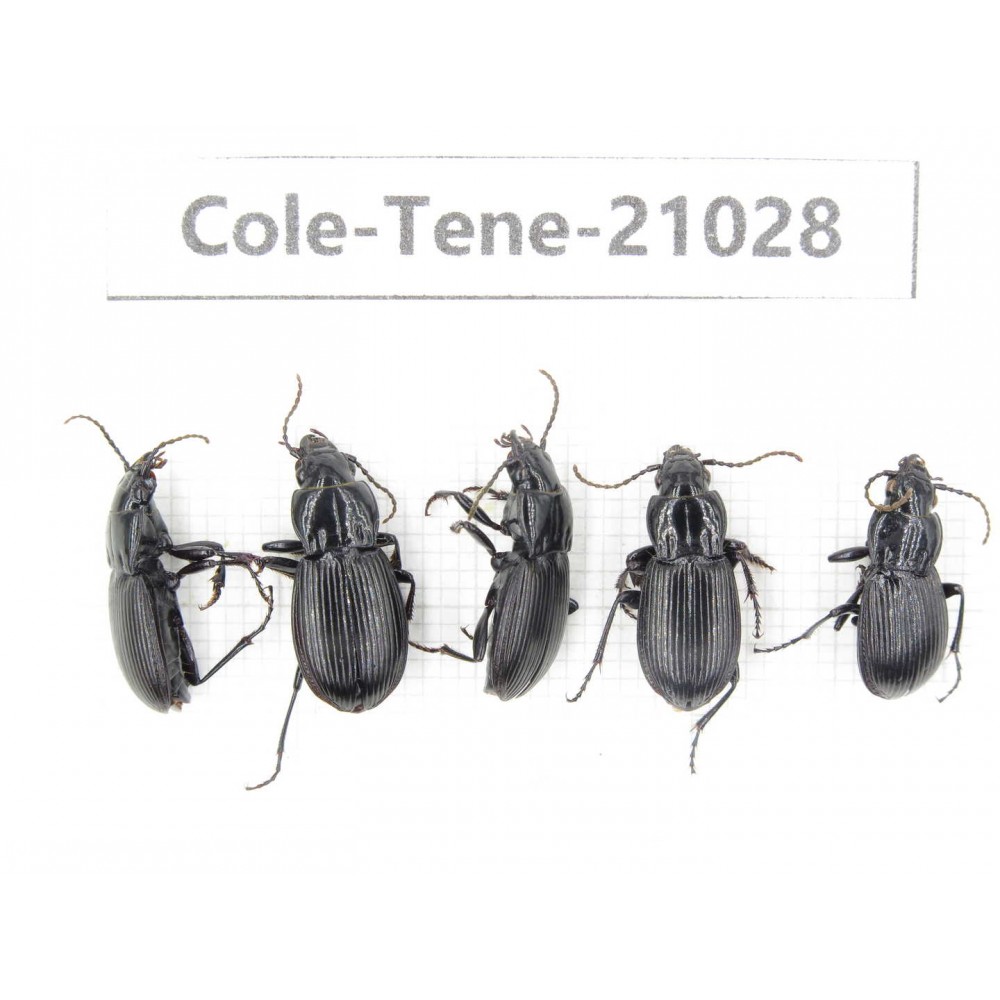 Tenebrionidae sp. China, Yunnan, Xiangerila, Mt.Yulongxueshan.5Pcs. Cole-Tene-21028.