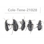 Tenebrionidae sp. China, Yunnan, Xiangerila, Mt.Yulongxueshan.5Pcs. Cole-Tene-21028.