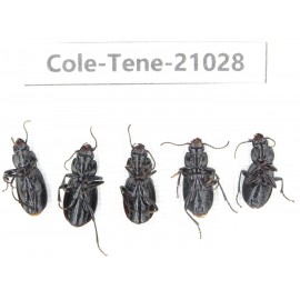 Tenebrionidae sp. China, Yunnan, Xiangerila, Mt.Yulongxueshan.5Pcs. Cole-Tene-21028.