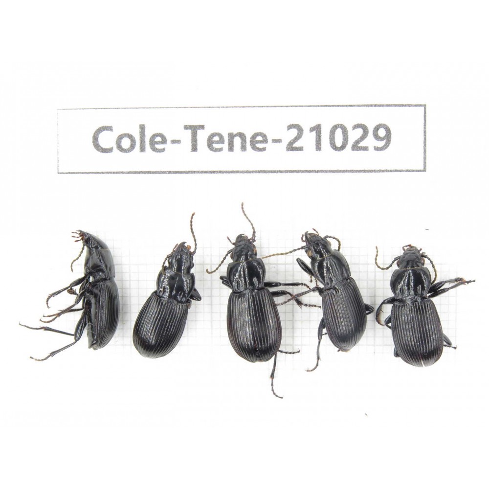 Tenebrionidae sp. China, Yunnan, Xiangerila, Mt.Yulongxueshan.5Pcs. Cole-Tene-21029.