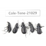 Tenebrionidae sp. China, Yunnan, Xiangerila, Mt.Yulongxueshan.5Pcs. Cole-Tene-21029.