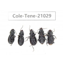 Tenebrionidae sp. China, Yunnan, Xiangerila, Mt.Yulongxueshan.5Pcs. Cole-Tene-21029.