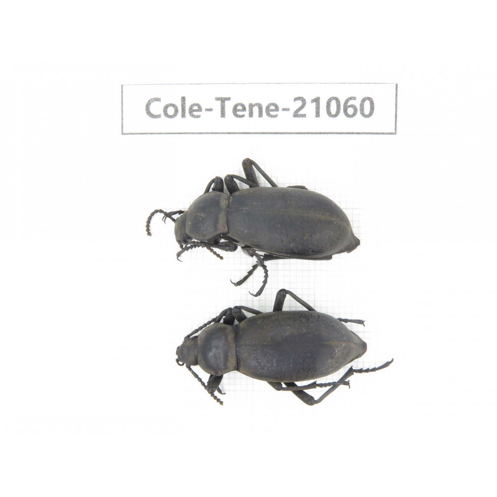 Tenebrionidae sp. China, Tibet, Linzhi, Mt.Serkyla. 2Pcs. Cole-Tene-21060.