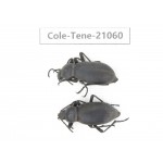 Tenebrionidae sp. China, Tibet, Linzhi, Mt.Serkyla. 2Pcs. Cole-Tene-21060.