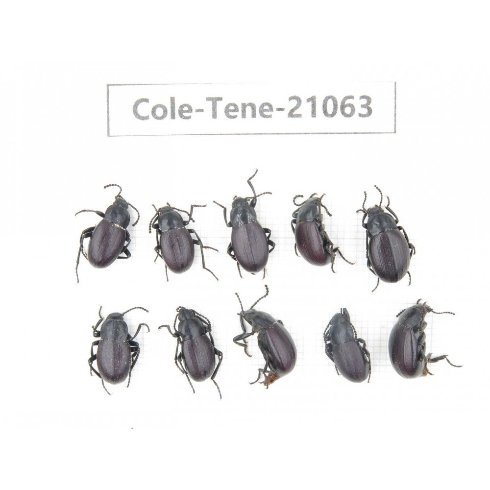 Tenebrionidae sp. China, Tibet, Linzhi, Mt.Serkyla. 10Pcs. Cole-Tene-21063.