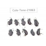 Tenebrionidae sp. China, Tibet, Linzhi, Mt.Serkyla. 10Pcs. Cole-Tene-21063.