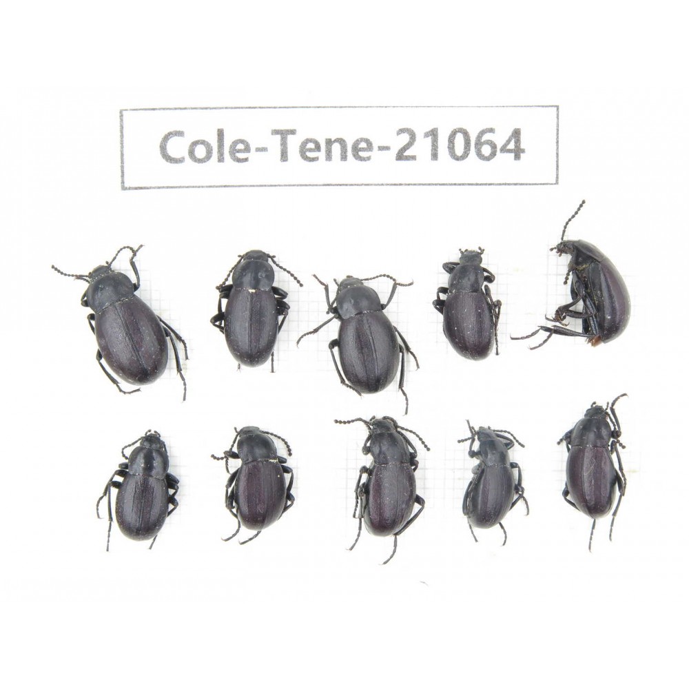 Tenebrionidae sp. China, Tibet, Linzhi, Mt.Serkyla. 10Pcs. Cole-Tene-21064.