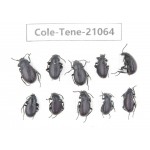 Tenebrionidae sp. China, Tibet, Linzhi, Mt.Serkyla. 10Pcs. Cole-Tene-21064.