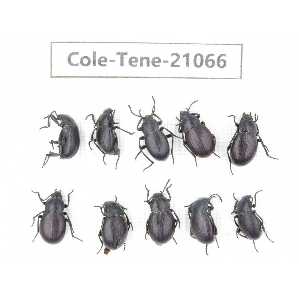 Tenebrionidae sp. China, Tibet, Linzhi, Mt.Serkyla. 10Pcs. Cole-Tene-21066.