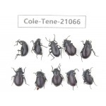 Tenebrionidae sp. China, Tibet, Linzhi, Mt.Serkyla. 10Pcs. Cole-Tene-21066.