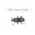 Tenebrionidae sp. China, Yunnan, Chuxiong, Shuangbai county. 1Pcs. Cole-Tene-21087.