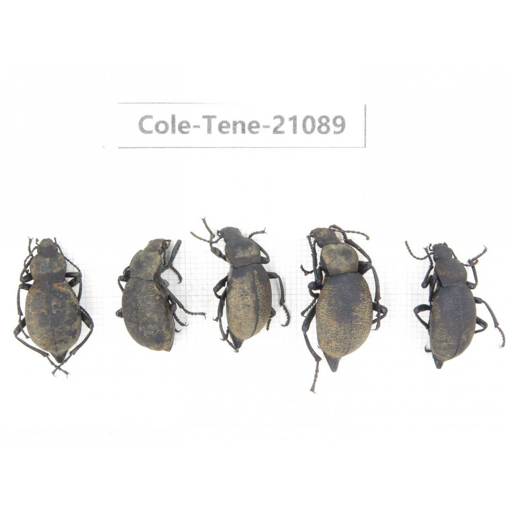 Tenebrionidae sp. China, Yunnan, Chuxiong, Shuangbai county. 5Pcs. Cole-Tene-21089.