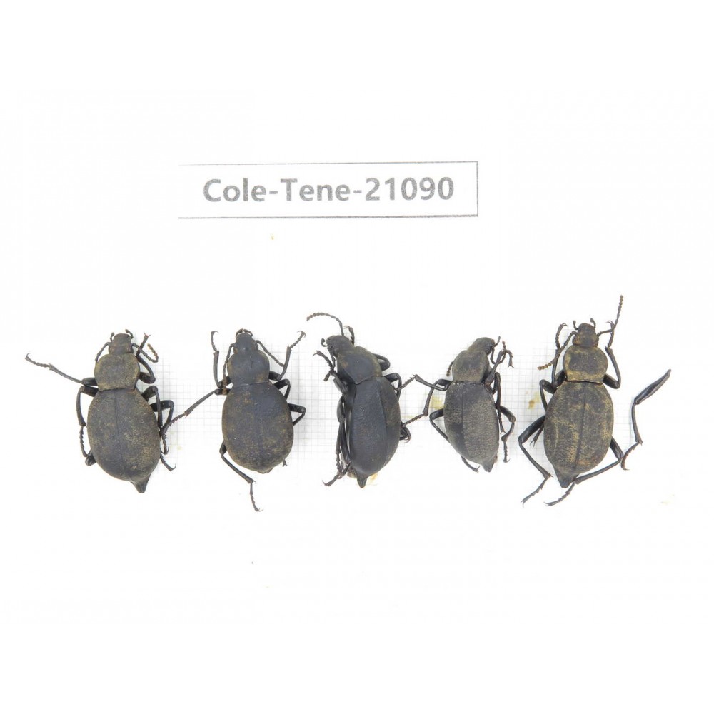 Tenebrionidae sp. China, Yunnan, Chuxiong, Shuangbai county. 5Pcs. Cole-Tene-21090.