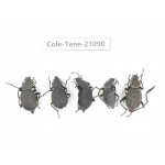 Tenebrionidae sp. China, Yunnan, Chuxiong, Shuangbai county. 5Pcs. Cole-Tene-21090.