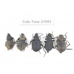 Tenebrionidae sp. China, Yunnan, Chuxiong, Shuangbai county. 5Pcs. Cole-Tene-21091.