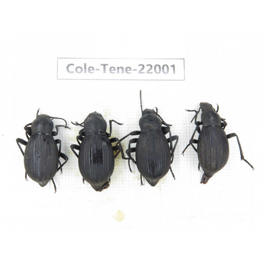 Tenebrionidae sp. China, Tibet, Linzhi, Bomi county. 4Pcs. Cole-Tene-22001.