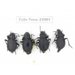 Tenebrionidae sp. China, Tibet, Linzhi, Bomi county. 4Pcs. Cole-Tene-22001.