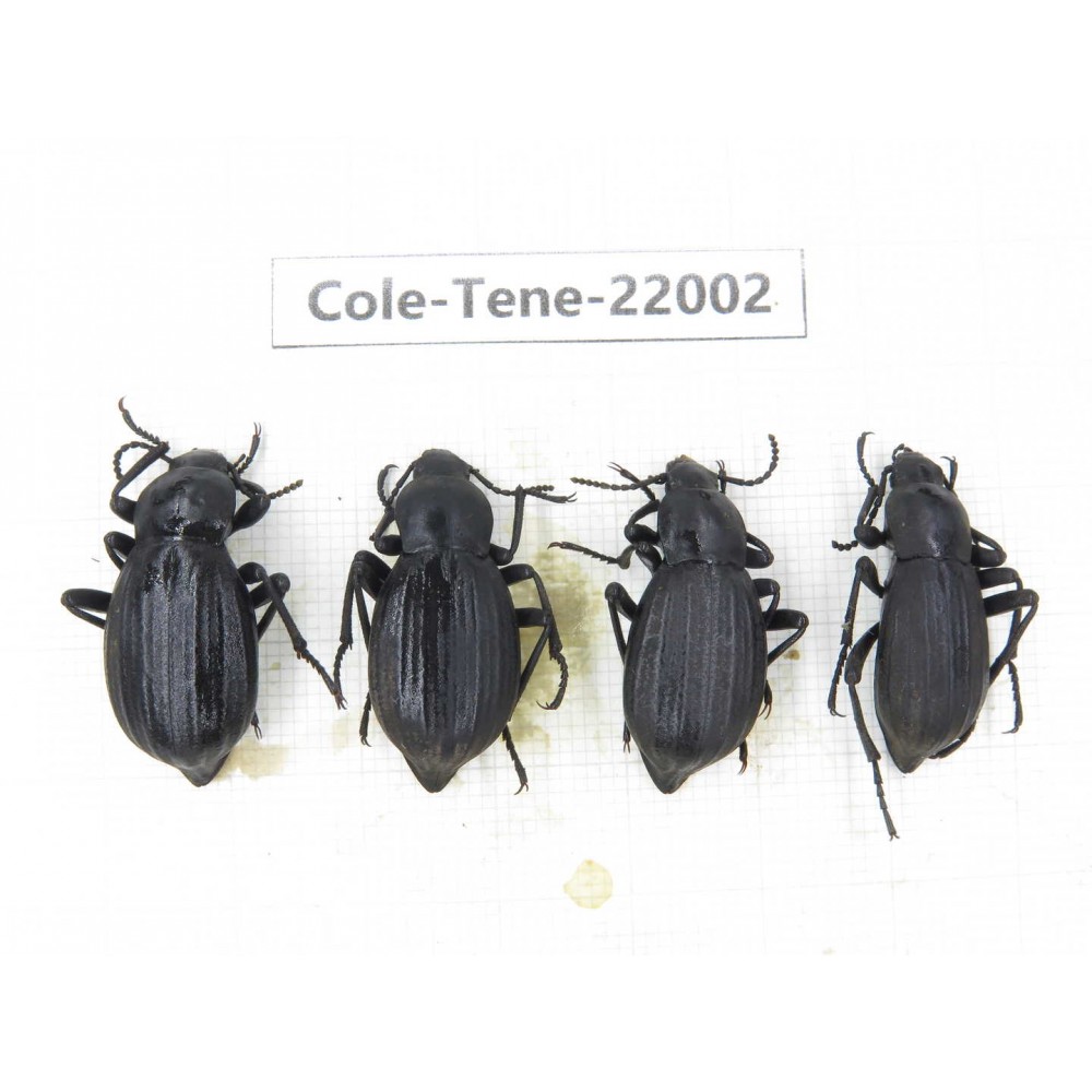 Tenebrionidae sp. China, Tibet, Linzhi, Bomi county. 4Pcs. Cole-Tene-22002.