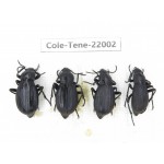 Tenebrionidae sp. China, Tibet, Linzhi, Bomi county. 4Pcs. Cole-Tene-22002.