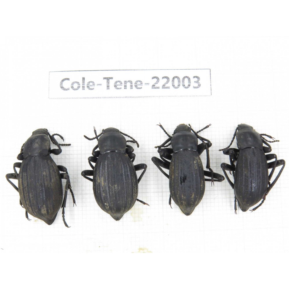 Tenebrionidae sp. China, Tibet, Linzhi, Bomi county. 4Pcs. Cole-Tene-22003.