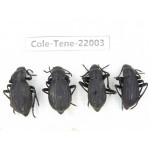 Tenebrionidae sp. China, Tibet, Linzhi, Bomi county. 4Pcs. Cole-Tene-22003.
