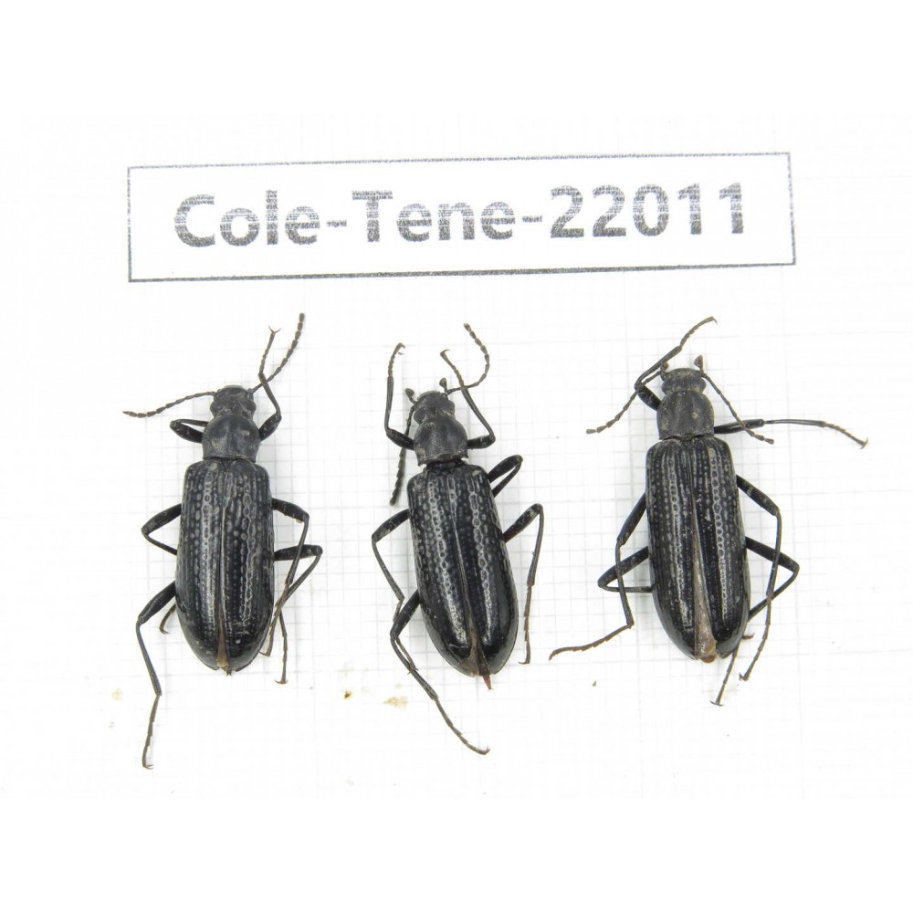 Tenebrionidae sp. China, Yunnan, Chuxiong, Shuangbai county (N Mt.Ailaoshan.) 3Pcs. Cole-Tene-22011.