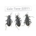 Tenebrionidae sp. China, Yunnan, Chuxiong, Shuangbai county (N Mt.Ailaoshan.) 3Pcs. Cole-Tene-22011.