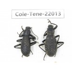 Tenebrionidae sp. China, Yunnan, Chuxiong, Shuangbai county (N Mt.Ailaoshan.) 2Pcs. Cole-Tene-22013.