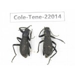 Tenebrionidae sp. China, Yunnan, Chuxiong, Shuangbai county (N Mt.Ailaoshan.) 2Pcs. Cole-Tene-22014.