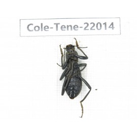 Tenebrionidae sp. China, Yunnan, Chuxiong, Shuangbai county (N Mt.Ailaoshan.) 2Pcs. Cole-Tene-22014.