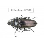 Autocrates oberthueri. China, Yunnan, Xiangerila, Weixi county. 1Pcs. Cole-Tric-22006.