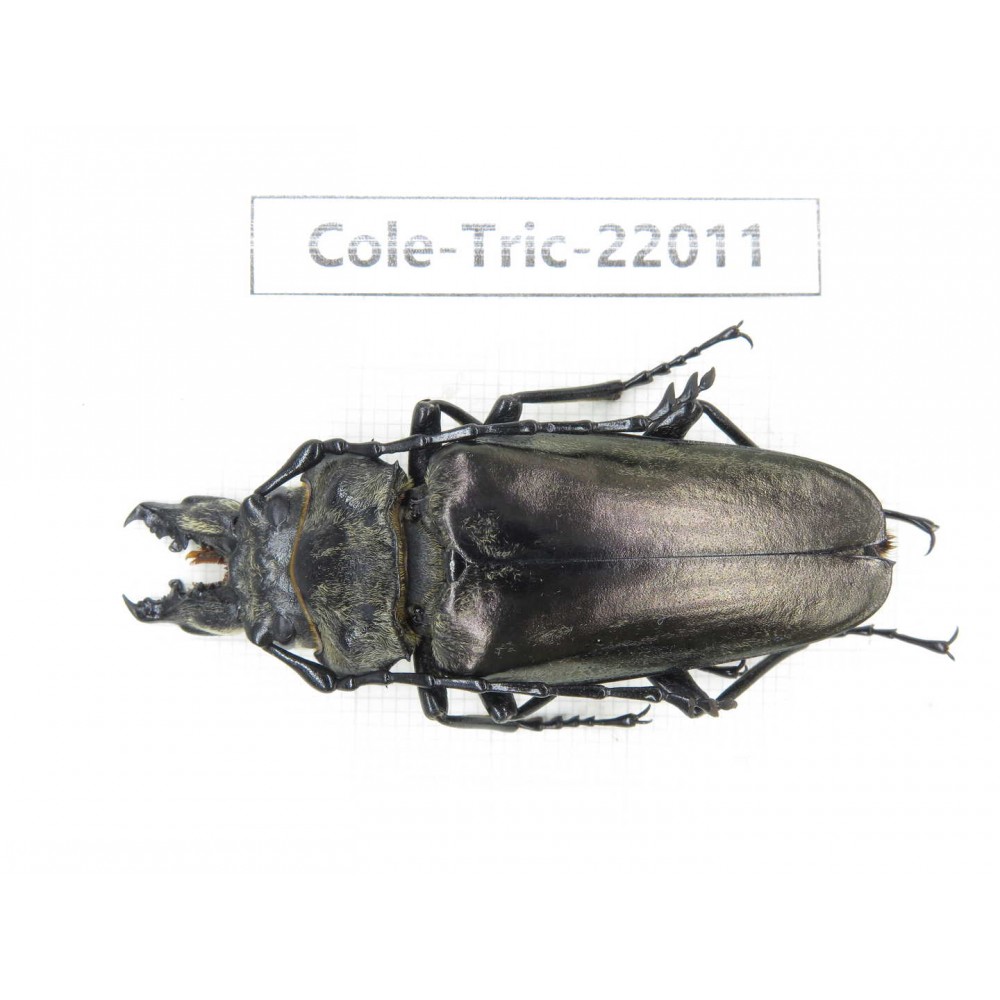Autocrates oberthueri. China, Yunnan, Xiangerila, Weixi county. 1Pcs. Cole-Tric-22011.