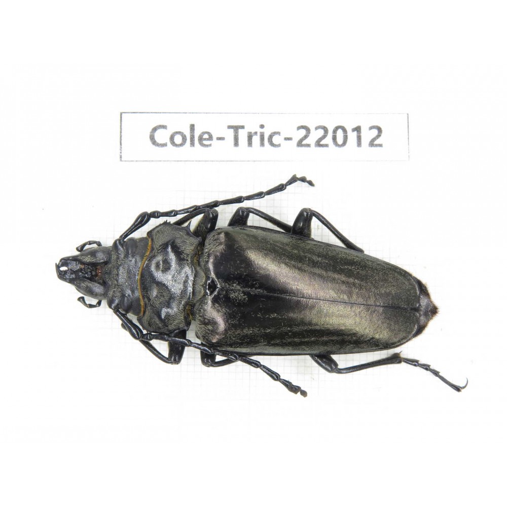 Autocrates oberthueri. China, Yunnan, Xiangerila, Weixi county. 1Pcs. Cole-Tric-22012.