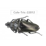 Autocrates oberthueri. China, Yunnan, Xiangerila, Weixi county. 1Pcs. Cole-Tric-22012.