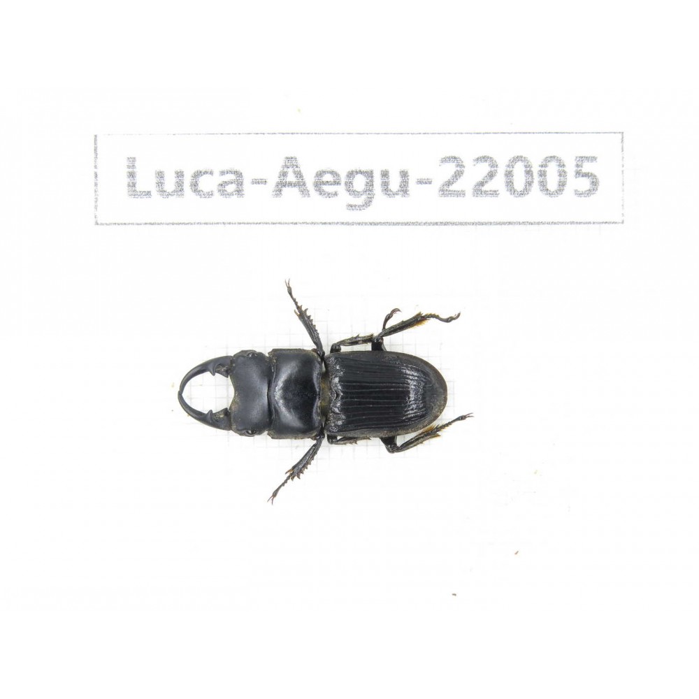 Aegus sp. China, Guizhou, Bijie, Jinsha county.1M. Luca-Aegu-22005.