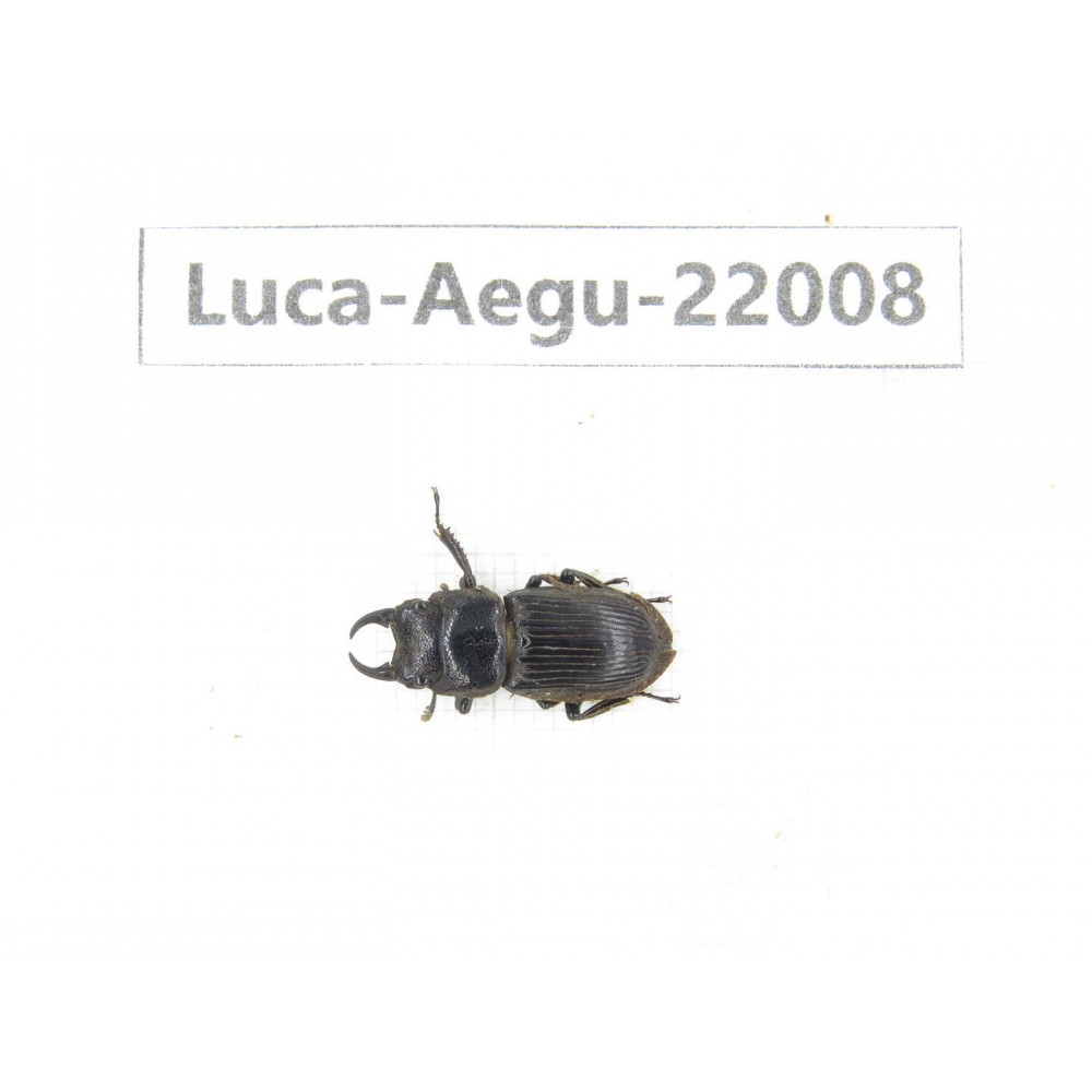 Aegus sp. China, Guizhou, Bijie, Jinsha county.1M. Luca-Aegu-22008.