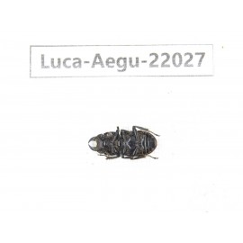 Aegus sp. China, Yunnan, Dehong, Longchuan. 2M. Luca-Aegu-22027.
