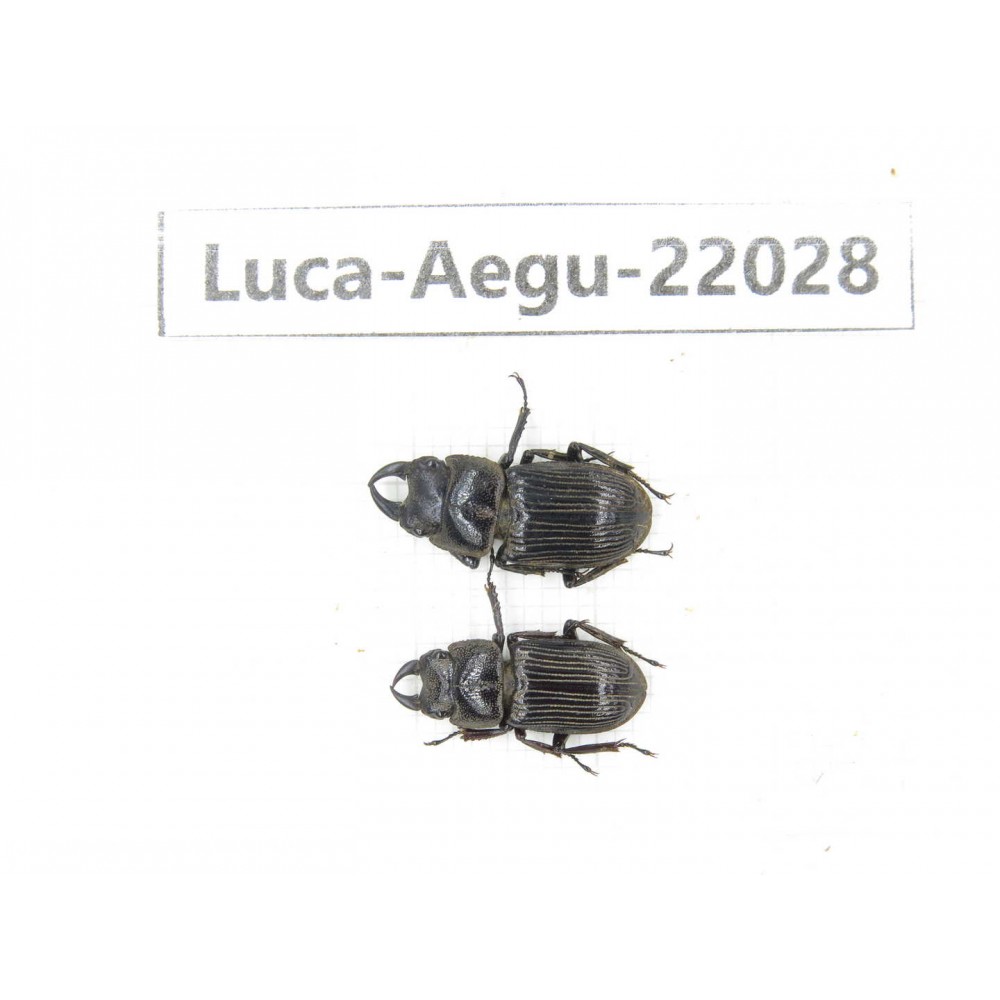 Aegus sp. China, Yunnan, Dehong, Longchuan. 2M. Luca-Aegu-22028.