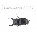 Aegus sp. China, Guizhou, Qiandongnan, Mt.Leigongshan. 1M. Luca-Aegu-22037.