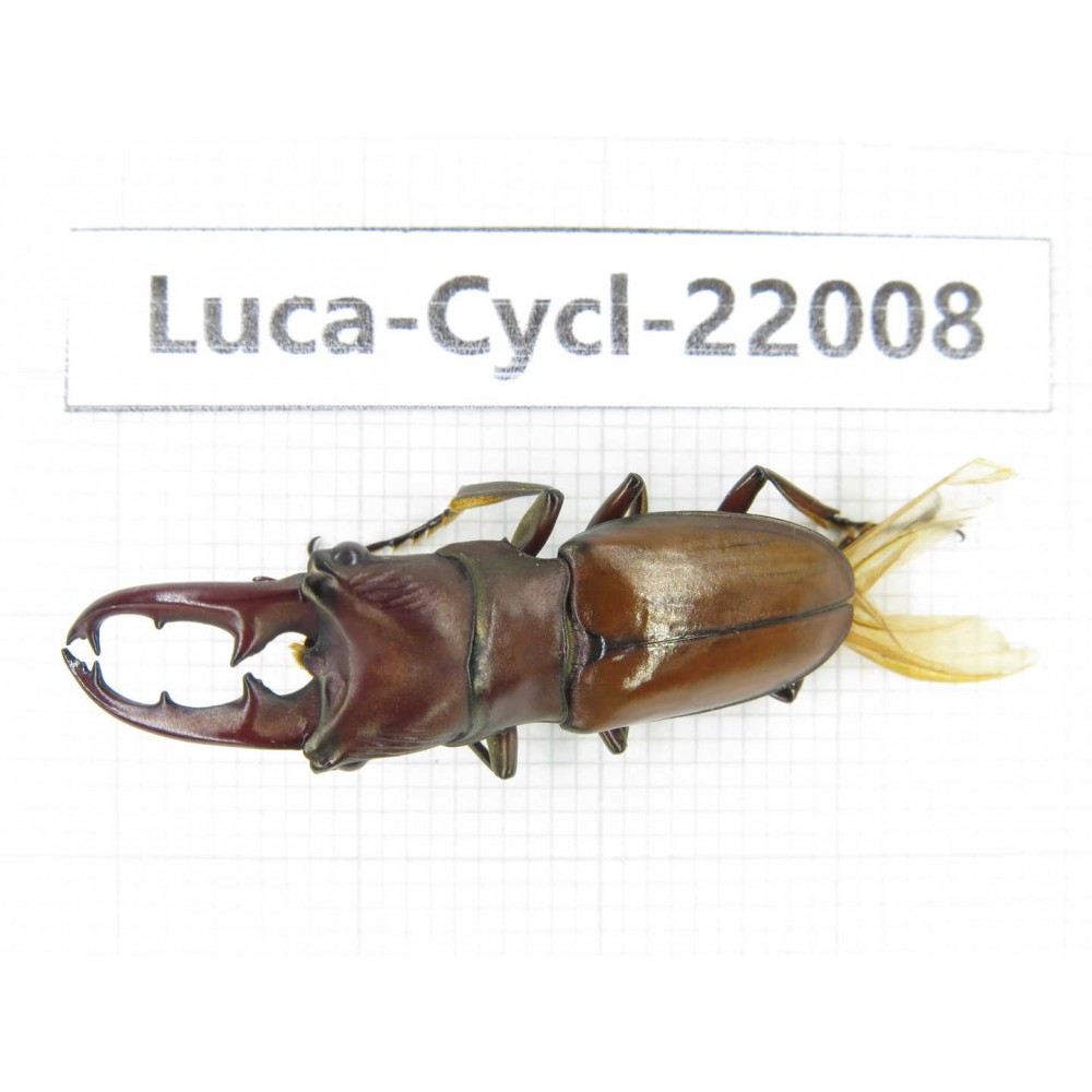 Cyclommathus sp. China, Yunnan, Honghe, Pingbian county.1M. Luca-Cycl-22008.
