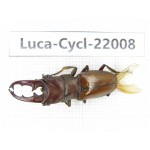 Cyclommathus sp. China, Yunnan, Honghe, Pingbian county.1M. Luca-Cycl-22008.