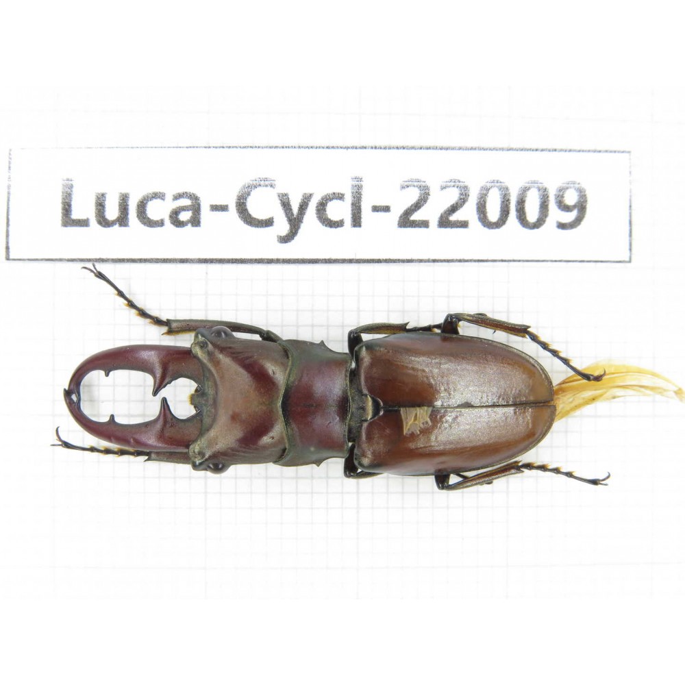 Cyclommathus sp. China, Yunnan, Honghe, Pingbian county.1M. Luca-Cycl-22009.