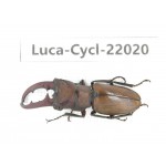 Cyclommathus sp. China, Guizhou, Bijie, Jinsha county.1M. Luca-Cycl-22020.
