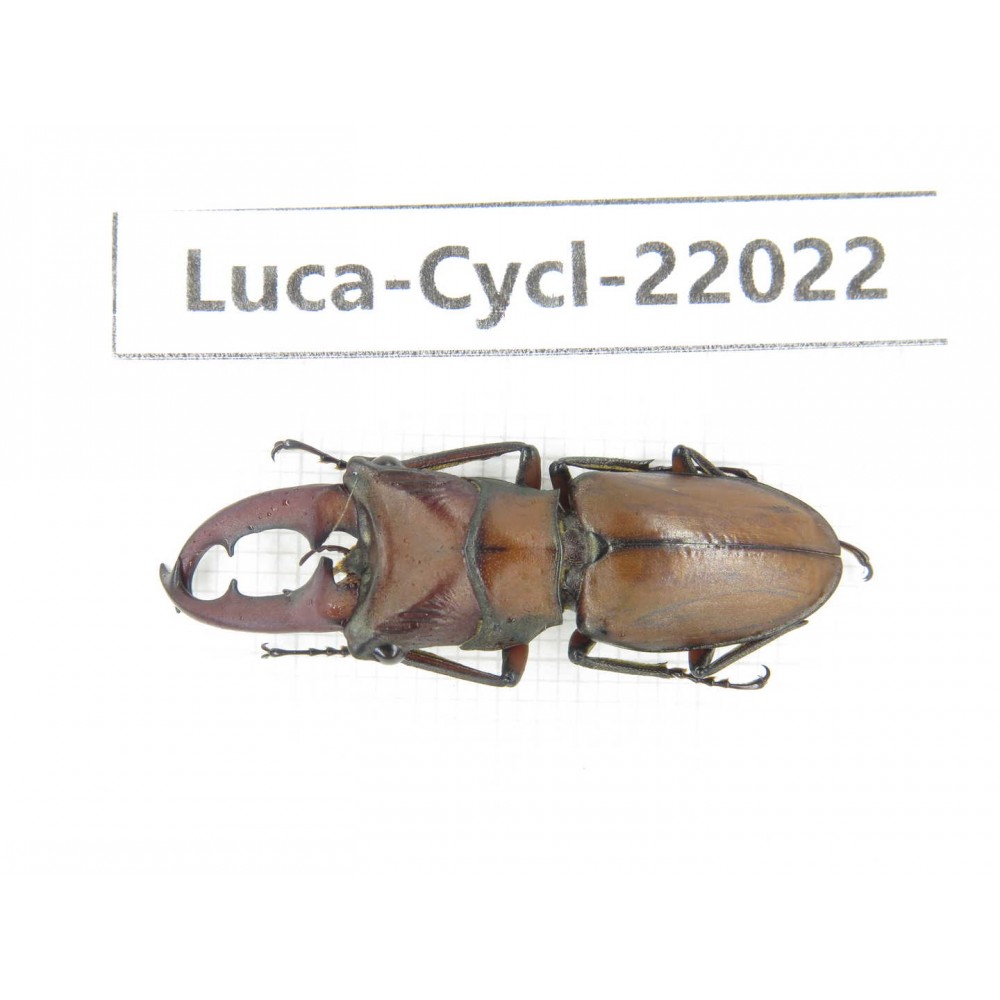 Cyclommathus sp. China, Guizhou, Bijie, Jinsha county.1M. Luca-Cycl-22022.