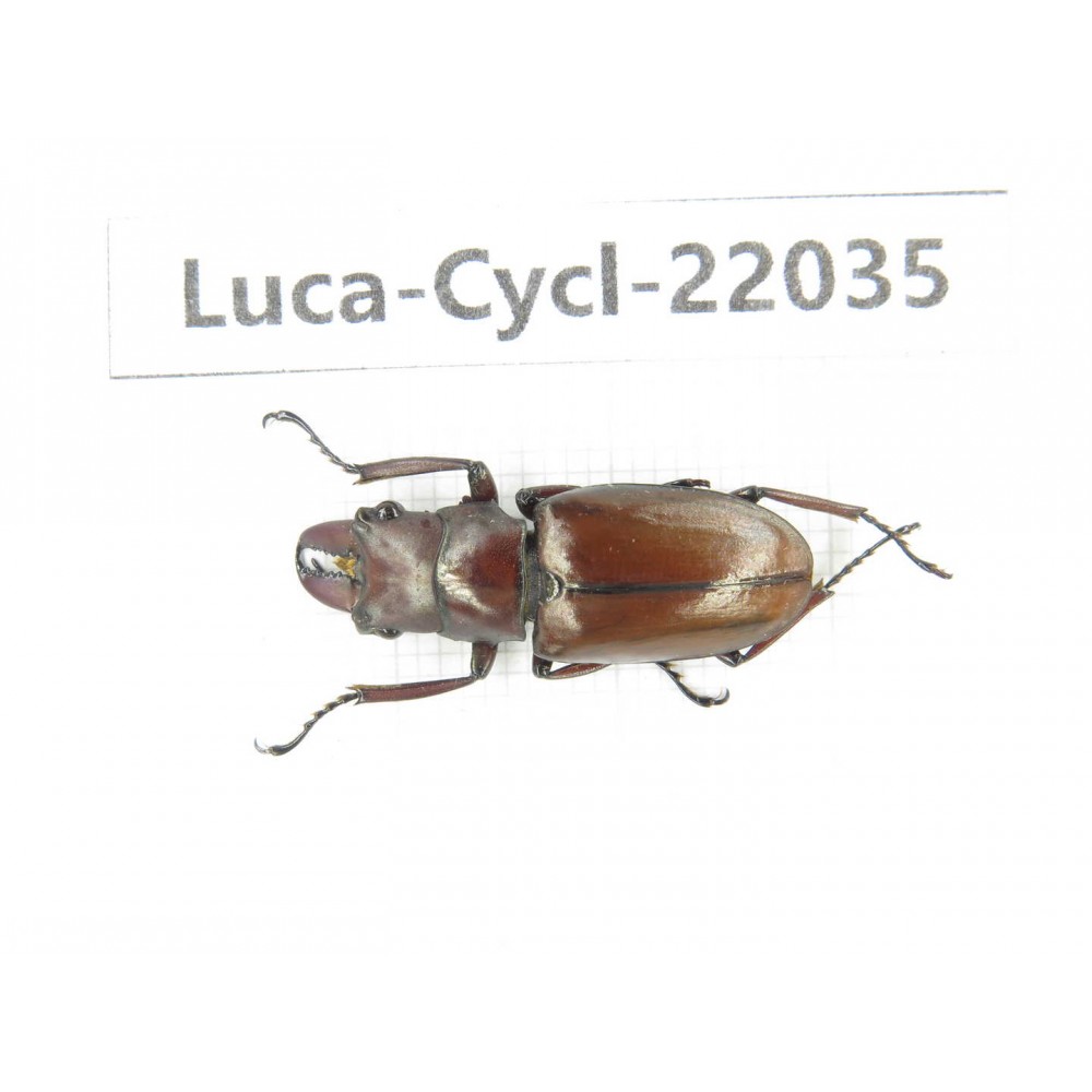 Cyclommathus sp. China, Yunnan, Dehong, Yingjiang county.1M. Luca-Cycl-22035.