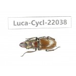 Cyclommathus sp. China, Yunnan, Dehong, Yingjiang county.1M. Luca-Cycl-22038.
