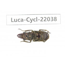 Cyclommathus sp. China, Yunnan, Dehong, Yingjiang county.1M. Luca-Cycl-22038.