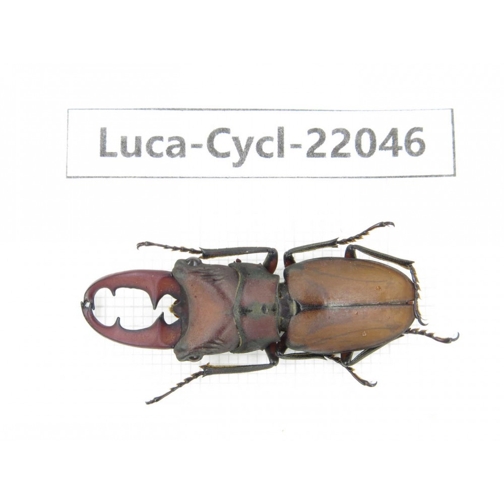 Cyclommathus sp. China, Guizhou, Qiandongnan, Mt.Leigongshan. 1M. Luca-Cycl-22046.