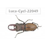 Cyclommathus sp. China, Guizhou, Qiandongnan, Mt.Leigongshan. 1M. Luca-Cycl-22049.